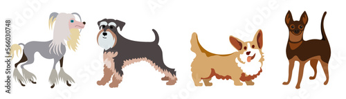 Set of miniature dog breeds: Chinese crested dog, schnauzer, Pembroke Welsh corgi and mini pinscher. Hand drawn vector illustration. 