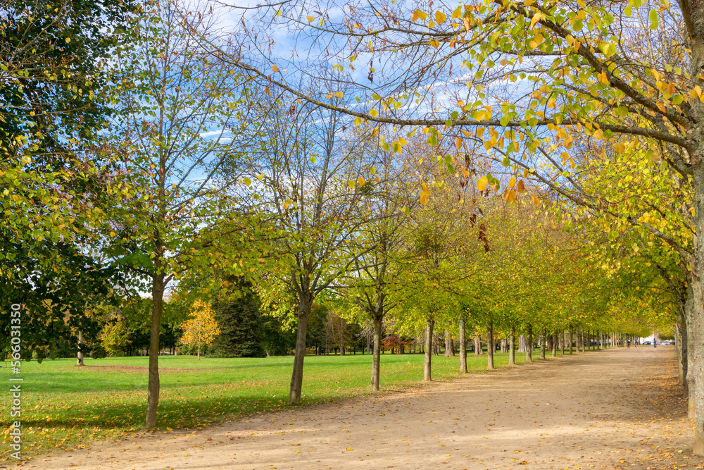 Naklejka premium Trees in the garden during autumn with the blue sky and clouds. Versailles, France.