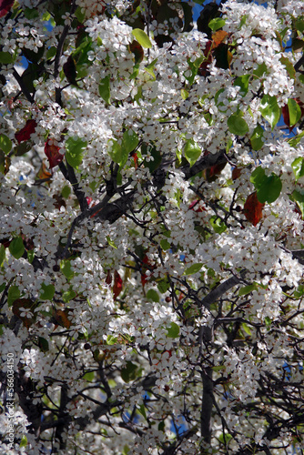 Blooming Evergreen Pear Pyrus kawakamii photo