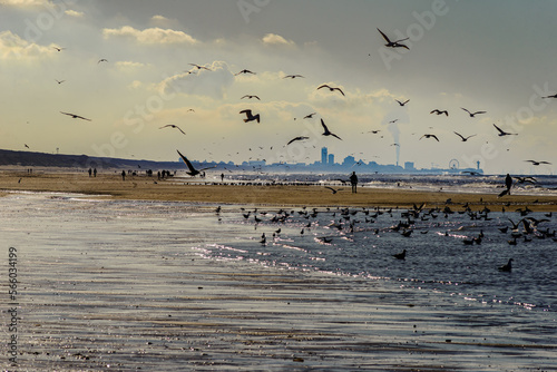 Sunny winter day on the Katwijk beach with the Hague skyline in the background photo
