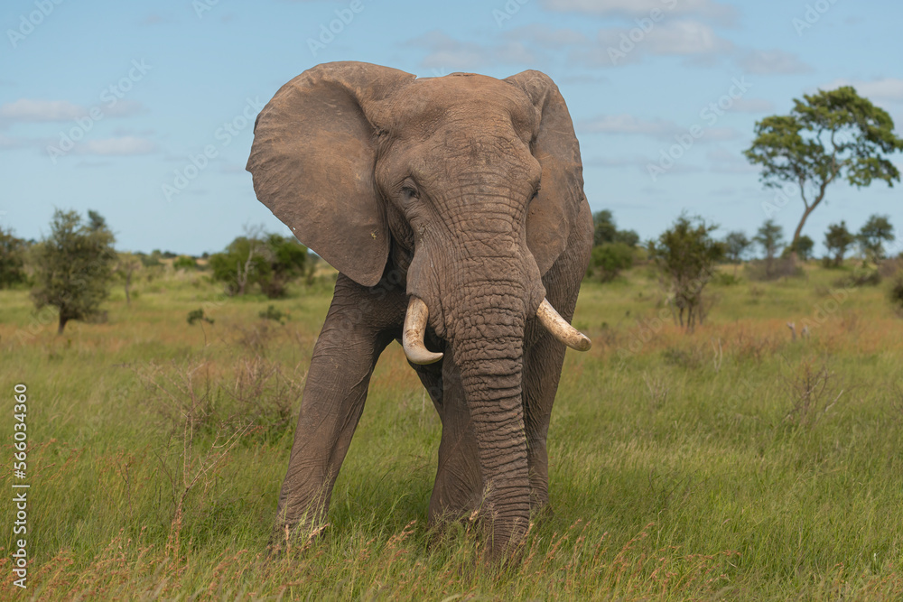 Fototapeta premium African bush elephant - Loxodonta africana also known as African savanna elephant with green vegetation in background. Photo from Kruger National Park in Kruger.