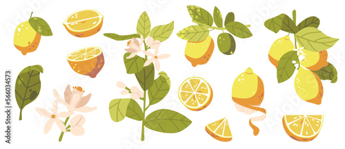 Fresh Yellow Lemons Set with Slices and Halves. Wild Flowers with Pink Petals and Green Leaves Isolated on White