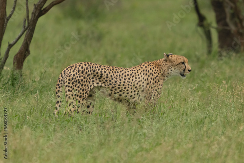 Cheetah - Acinonyx jubatus walking though the green grass. Photo from Kruger National Park in South Afrcia.