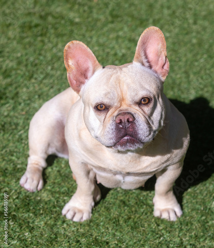 5-Years-Old Cream Female Frenchie. Off-leash dog park in Northern California. © Yuval Helfman