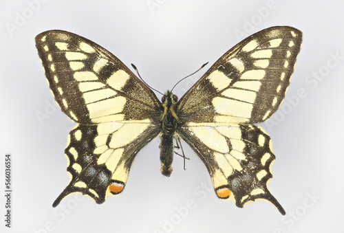 Swallowtail butterflyr, Papilio machaon (family Papilionidae).