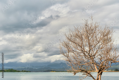 tree with flying leaves on the edge of the seashore against the backdrop of a stormy sky and mountains is an idea for a background or wallpaper. Terrible sunset on the Aegean coast before a storm