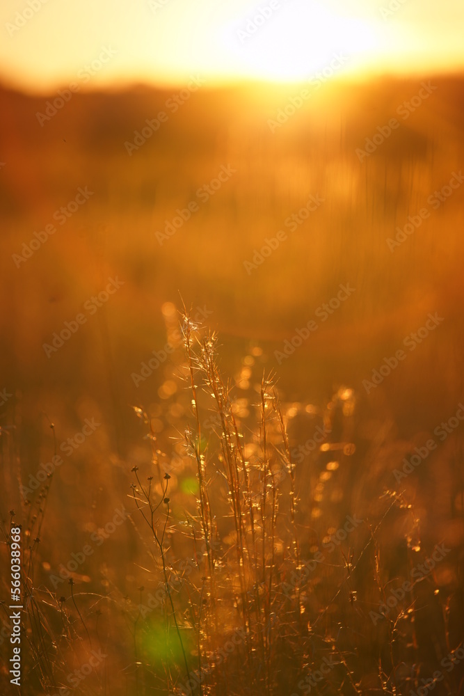 golden hour field golden hour field