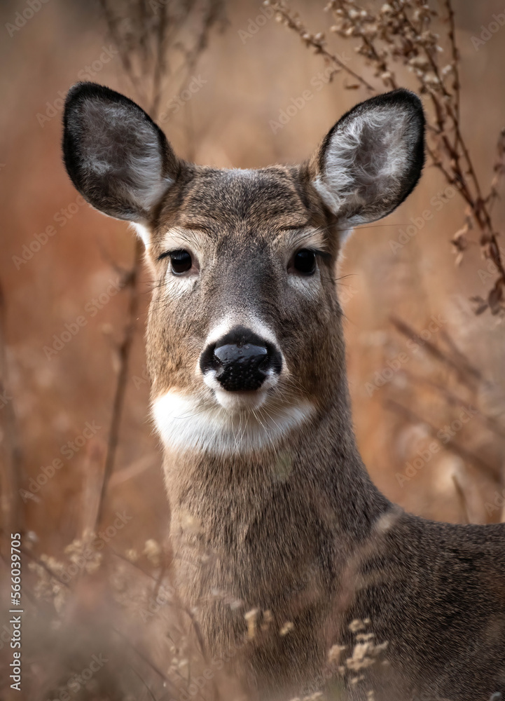 Portrait of a White tailed Deer
