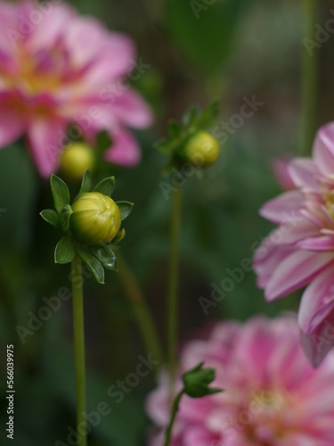 grüne Knospe einer Dahlie und pink rosa Blüten im Garten © Doris Gräf