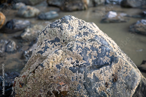 Rocks revealed on the beach at Perranporth during low tide. photo