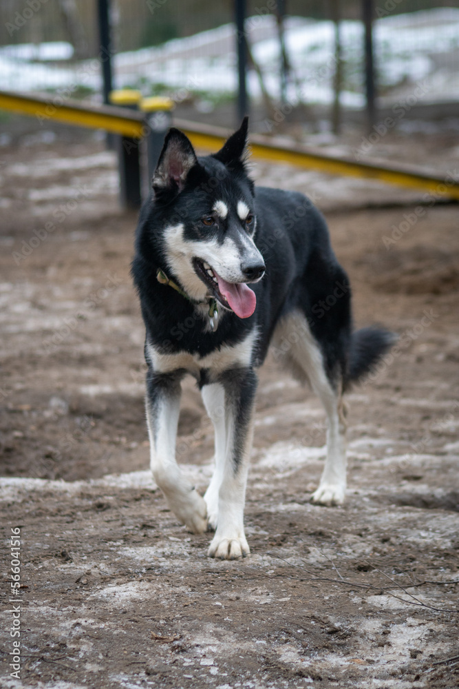 Husky Użytkowy