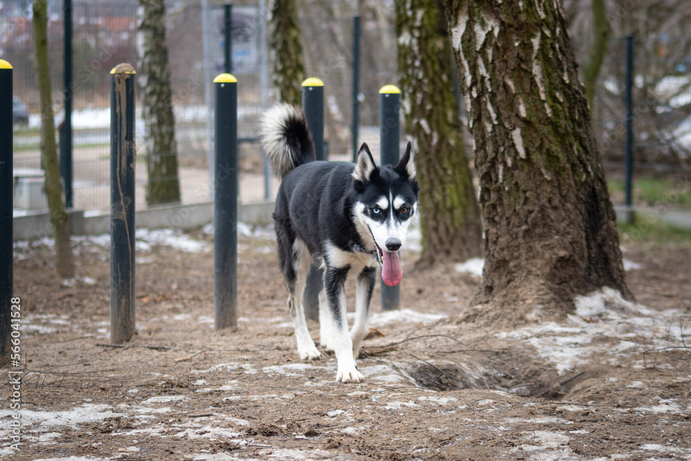 Husky Użytkowy