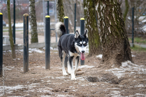 Obraz na płótnie Husky Użytkowy w salonie