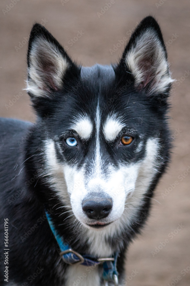 Husky Użytkowy Husky Użytkowy