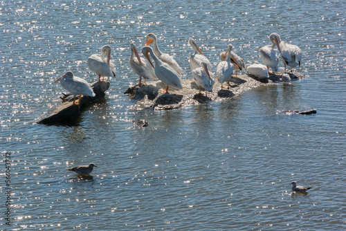 American white pelicans on the rocks at the dam on Fox River at De Pere, Wisconsin