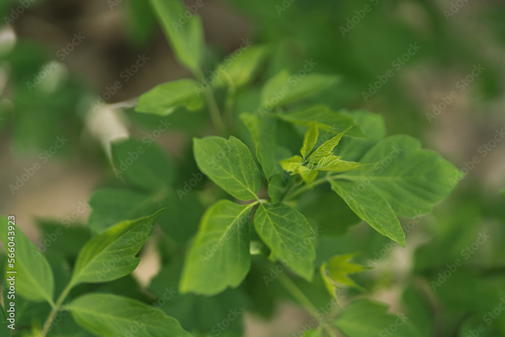 Green leaf texture. Plants texture background. Green leaves plants background. Vibrant foliage Green leaf texture. Plants texture background. Green leaves plants background. Vibrant foliage