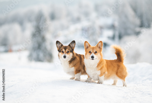 Two welsh corgi Pembroke dogs in a snow during winter