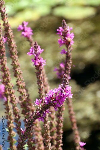 Gew  hnlicher Blutweiderich  Lythrum salicaria 