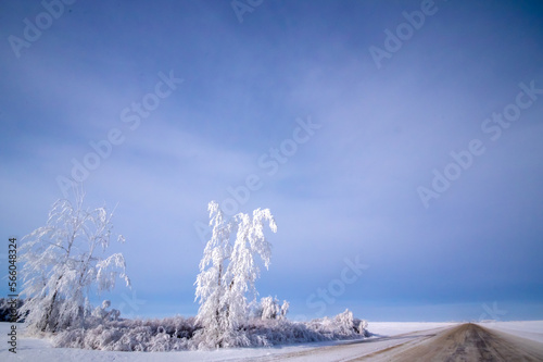 Frost covered tree by a prairie road