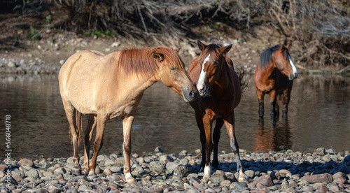 Orange apricot dun mare and bay wild horses on the bank of the Salt River near Mesa Arizona United States