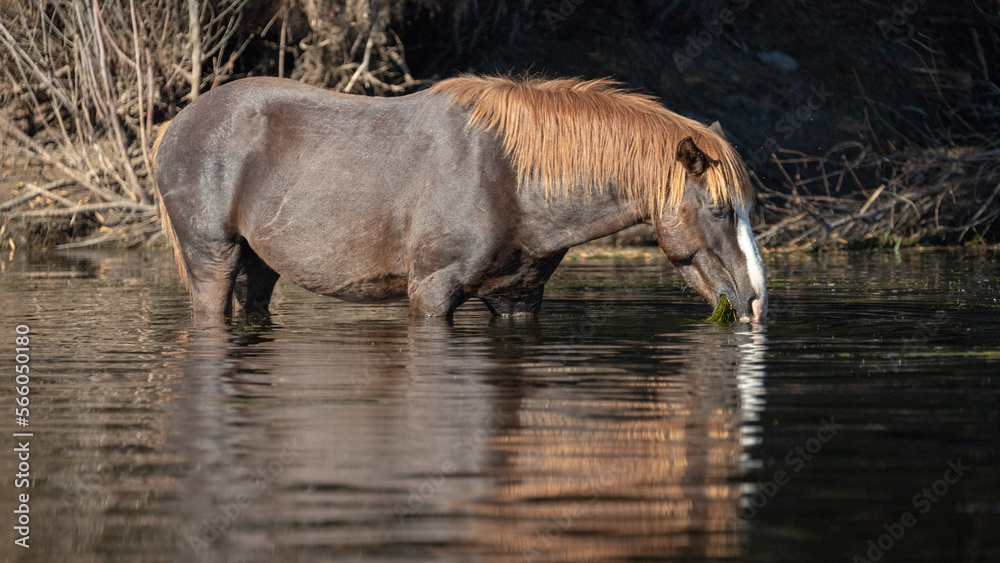 Dark brown liver chestnut bay wild horse stallion reflecting in the Salt River while feeding on eel grass - Mesa Arizona United States Dark brown liver chestnut bay wild horse stallion reflecting in the Salt River while feeding on eel grass - Mesa Arizona United States