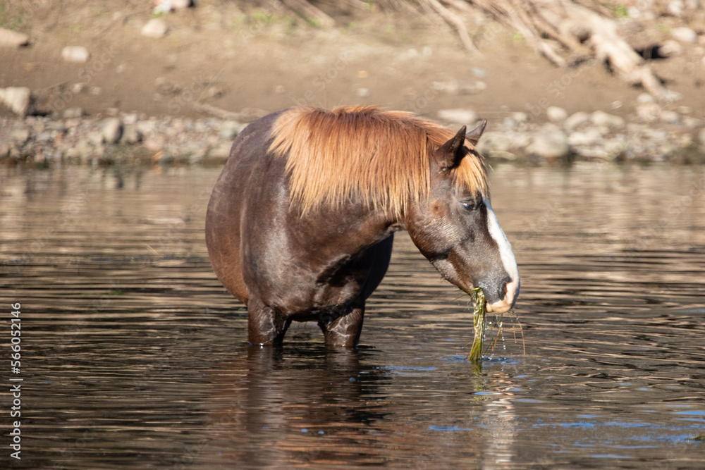 Liver brown chestnut bay wild horse stallion reflecting while feeding on eel grass in the Salt River - Mesa Arizona United States Liver brown chestnut bay wild horse stallion reflecting while feeding on eel grass in the Salt River - Mesa Arizona United States