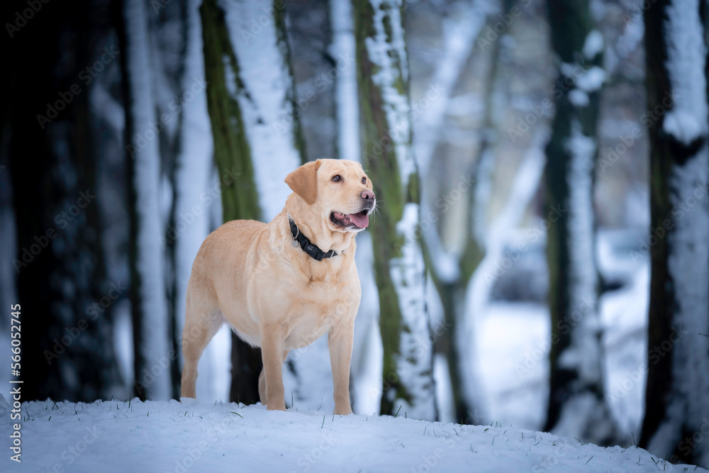 Pies rasy Labrador retriver podczas zimowego spaceru