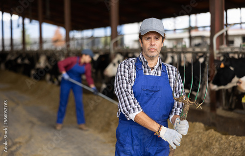 Adult male farmer in uniform standing with rake while giving hay to cows on ranch in spring