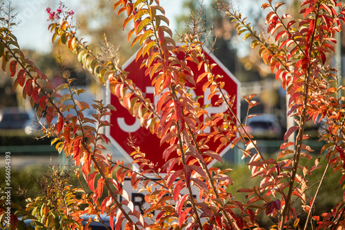 Принти на полотні Stop Sign blocked by overgrowth of a bush