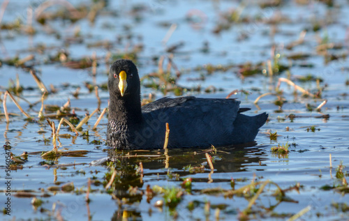 Gallareta Chica – (Fulica leucoptera) photo