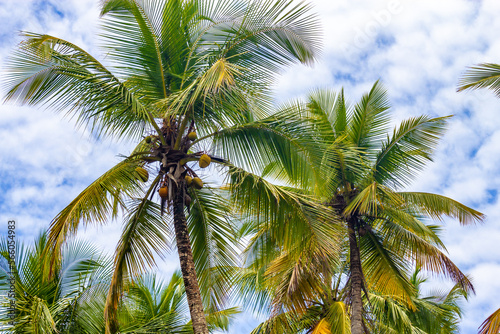 Coconut tree at Prainha beach trail