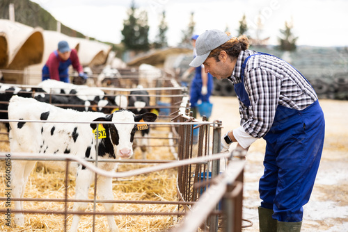 Skillful male farmer stroking calves at dairy cow farm