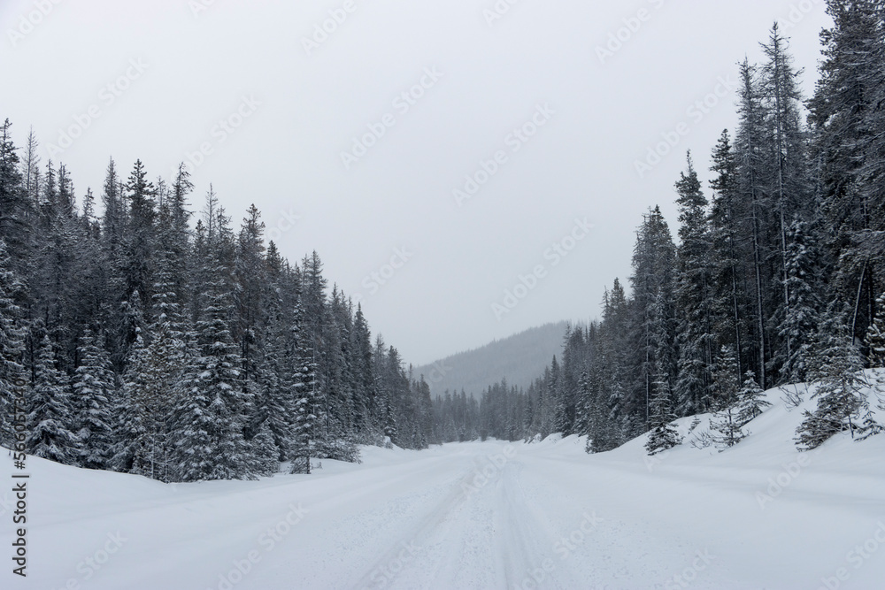 snow covered trees along snowy road in the mountains