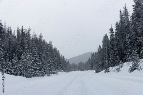 snow covered trees along snowy road in the mountains
