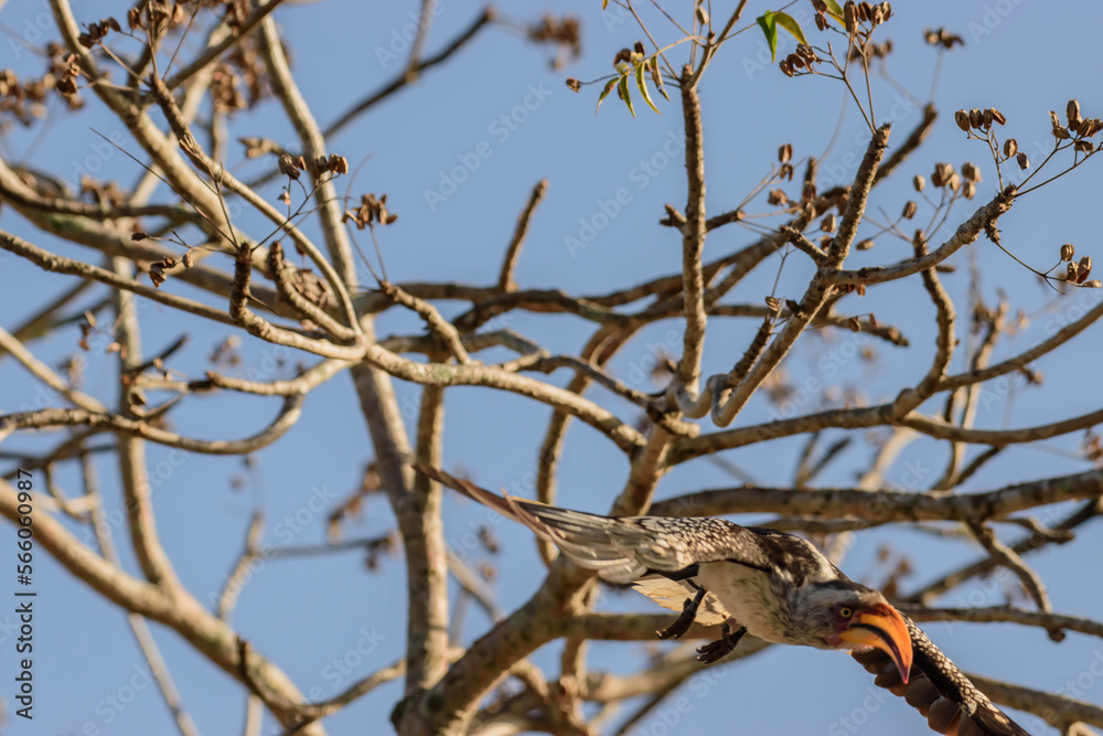 The red-billed hornbills are a group of hornbills found in the savannas and woodlands of sub-Saharan Africa. The red-billed hornbills are a group of hornbills found in the savannas and woodlands of sub-Saharan Africa.