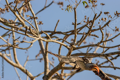 The red-billed hornbills are a group of hornbills found in the savannas and woodlands of sub-Saharan Africa.