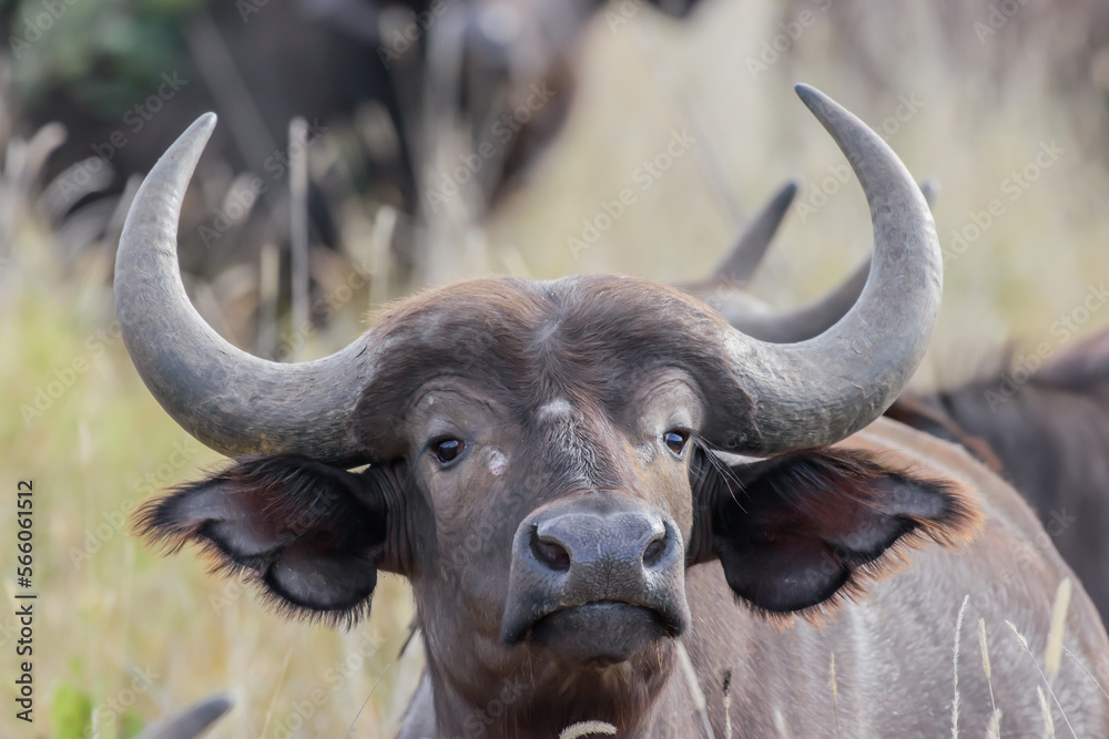 The African buffalo, Syncerus caffer, is a large sub-Saharan African bovine. The African buffalo, Syncerus caffer, is a large sub-Saharan African bovine.