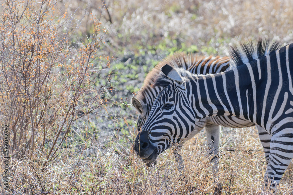 Obraz premium Zebras are African equines with distinctive black-and-white striped coats.