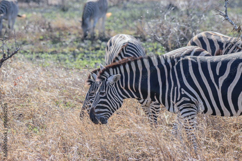 Obraz premium Zebras are African equines with distinctive black-and-white striped coats.