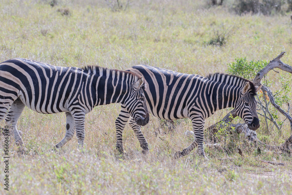 Fototapeta premium Zebras are African equines with distinctive black-and-white striped coats.