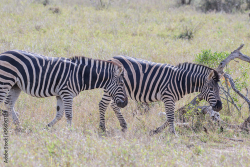 Zebras are African equines with distinctive black-and-white striped coats.