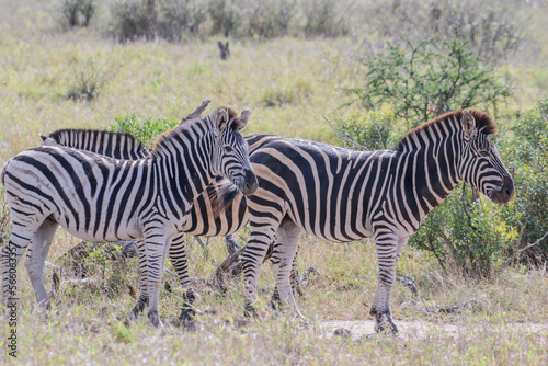 Zebras are African equines with distinctive black-and-white striped coats.