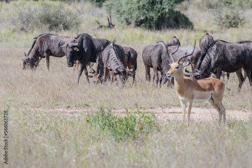 Wildebeest also called gnu are antelopes of the genus Connochaetes and native to Eastern and Southern Africa.