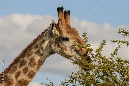 Giraffe is the tallest living terrestrial animal and the largest ruminant on Earth. photo
