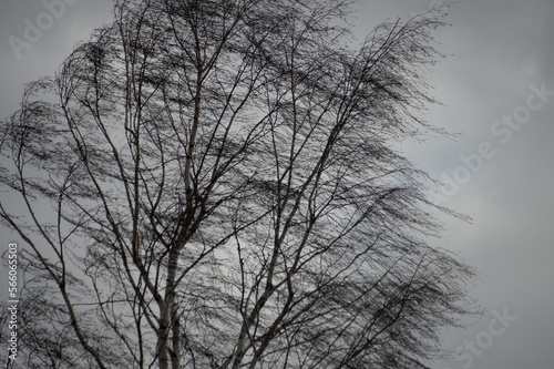 silhouette of a tree against a gray sky