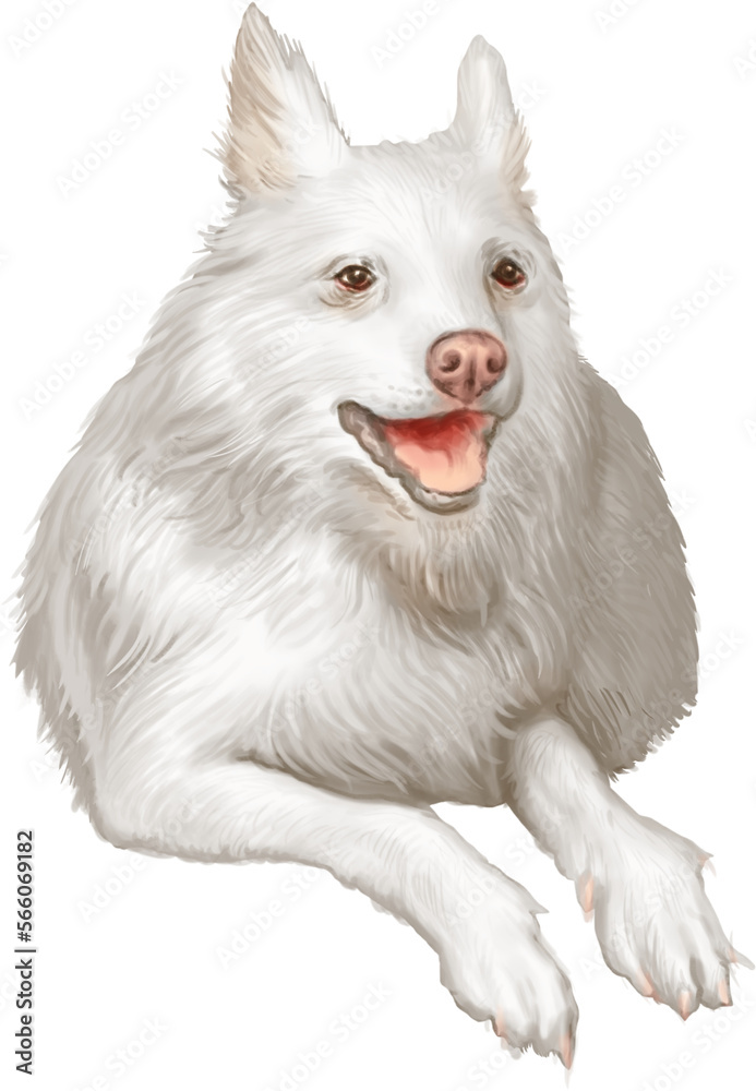 Dog white home friend domestic