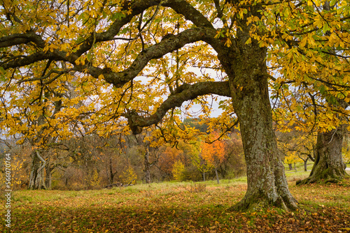 Herbstbild - Spaziergang in der Natur  buntes Laub und goldene Abendstunde