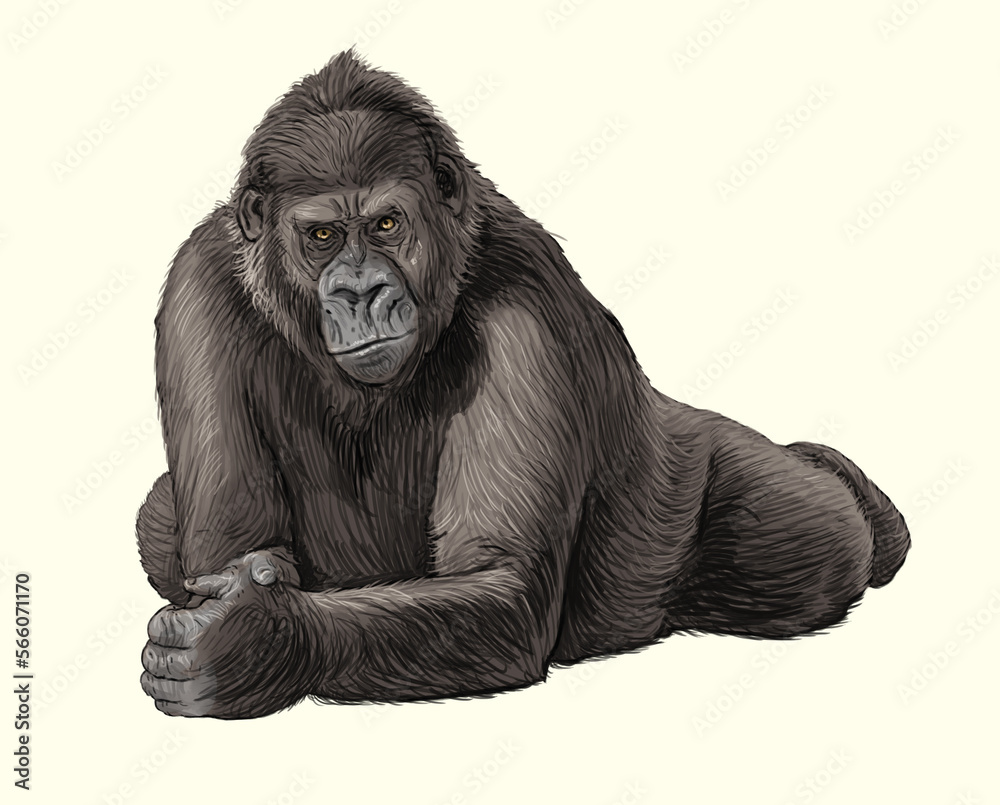 Gorilla clever serious smart primate Gorilla clever serious smart primate