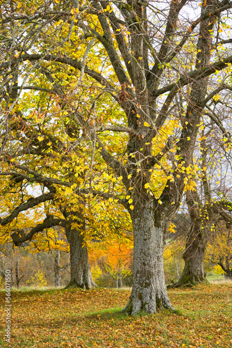 Herbstbild - Spaziergang in der Natur  buntes Laub und goldene Abendstunde