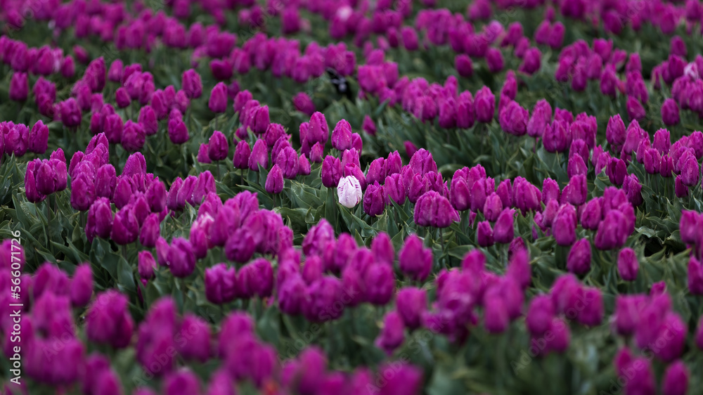 field of tulips field of tulips